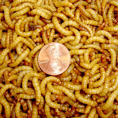 BASSETT'S CRICKET RANCH 1100 Mealworms - Live Worms for Reptiles and Birds