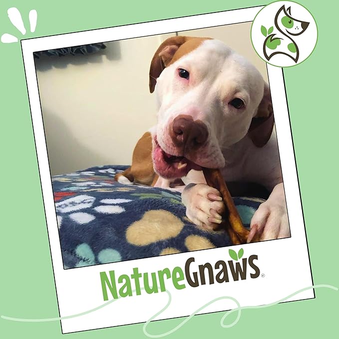Nature Gnaws Extra Large Bully Sticks for Dogs 5-6" (6 Count) - Thick Long Lasting for Aggressive Chewers and Heavy Chewers - Natural Beef Dog Chew Bones