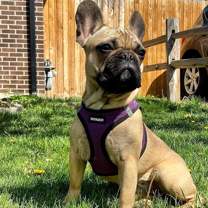 Best Pet Supplies Voyager Step-in Air All Weather Mesh Harness and Reflective Dog 5ft Leash Combo with Neoprene Handle, for Small, Medium and Large Breed Puppies - Set (Purple/Black Trim), X-Small