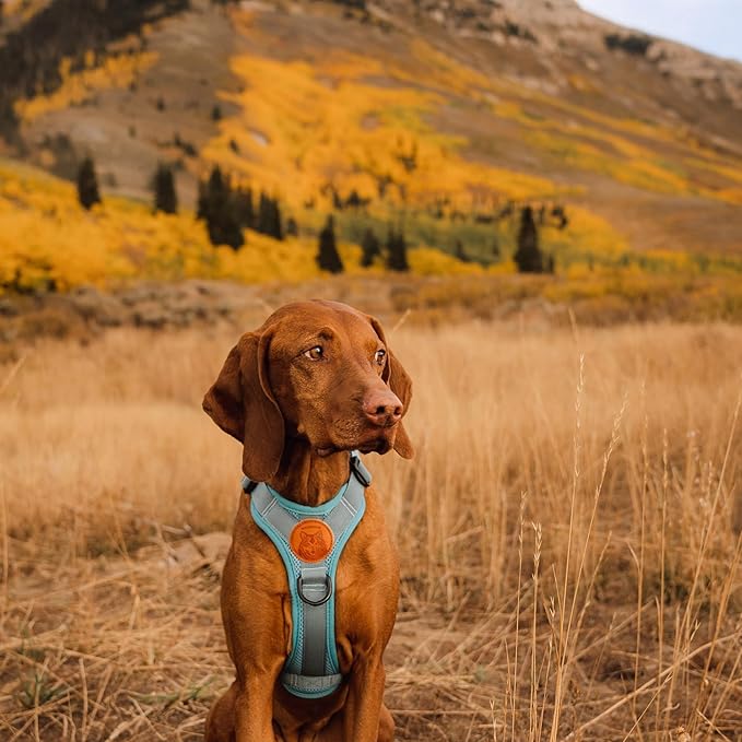 Wilderdog Lightweight Dog Harness with Reflective Straps - Medium - Seafoam