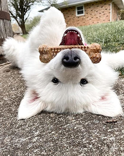 Nylabone Nubz Natural Dog Chew Treats for Large Dogs, Long Lasting Dog Bones Made in USA, Chicken Flavor Breath Freshener Dental Chews, for Dogs Over 30 lbs. (20 Count)