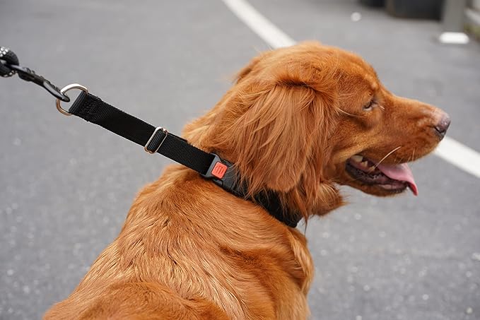 Mayerzon Dog Collar, Patented Martingale No Pull Collar for Small Medium Large Dogs with Buckle for Walking Training, Hidden Design (Black, X-Large,2.5mm,22"-27.5" Neck)