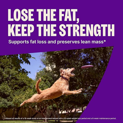 Wellness CORE Dry Dog Food, Small Breed, Grain-Free, High Protein, Natural, Healthy Weight Turkey & Chicken Recipe, (12-Pound Bag)
