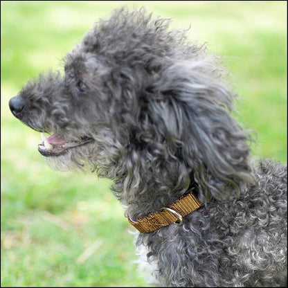 Country Brook Petz - Everyday Nylon Dog Collar for Large, Medium, and Small Dogs and Puppies - for Everyday Use in 10+ Warm Colors (2XS, 3/8 Inch Wide, Coyote Tan)