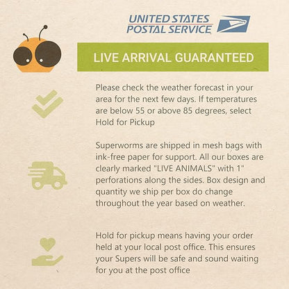 Live Superworms - 250 Large 1.75"- 2"+ - Live Arrival Guaranteed (Deliver to Door)