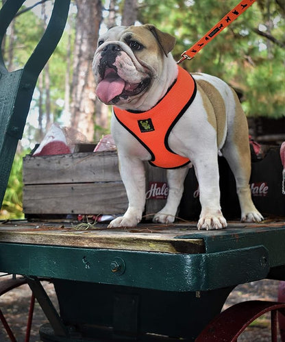 EcoBark Dog Leash - Soft & Reflective Dog Leashes with Padded Handle - Safe, Strong, & Durable for Small, Medium or Large Dogs (Orange Dog Leash)