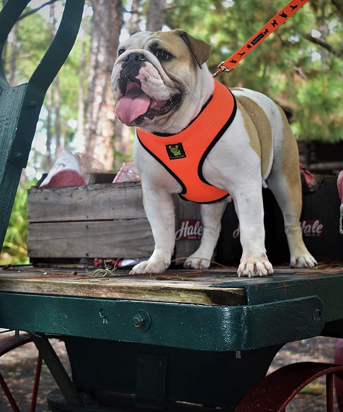 EcoBark Dog Leash - Soft & Reflective Comfort Leashes with Padded Handle - Safe, Strong, & Durable for Small, Medium or Large Dogs (Orange)
