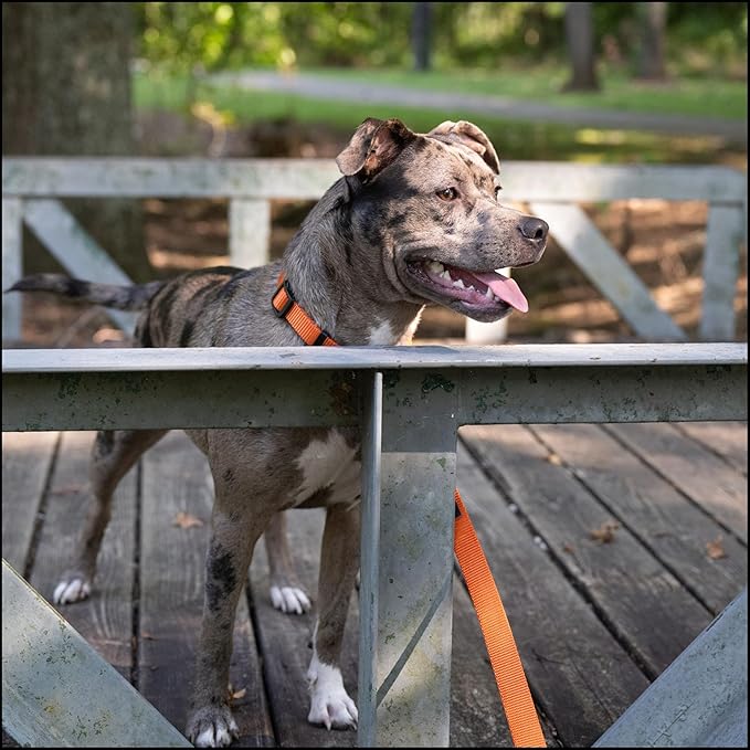 Country Brook Petz - Everyday Nylon Dog Collar for Large, Medium, and Small Dogs and Puppies - for Everyday Use in 10+ Warm Colors (Medium, 3/4 Inch Wide, Orange)
