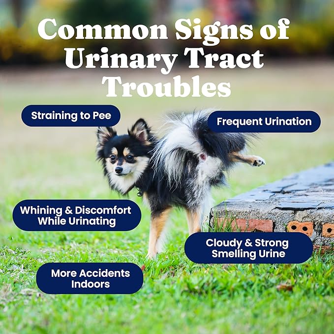 New Solid Gold Cranberry Supplement for Dogs for Urinary Tract Health - UTI + Bladder + Kidney Support for Dogs of All Life Stages w/Antioxidants (3.5 Ounce Powder, Smoked Bacon)