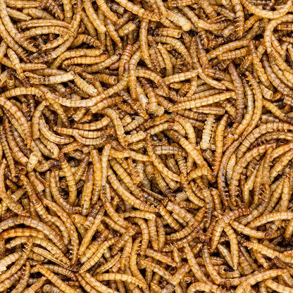 Worm Nerd WN60 5LB Dried Mealworms Non-GMO High Protein and Fiber Treat for Chickens, Birds, Reptiles, Amphibians, Fish