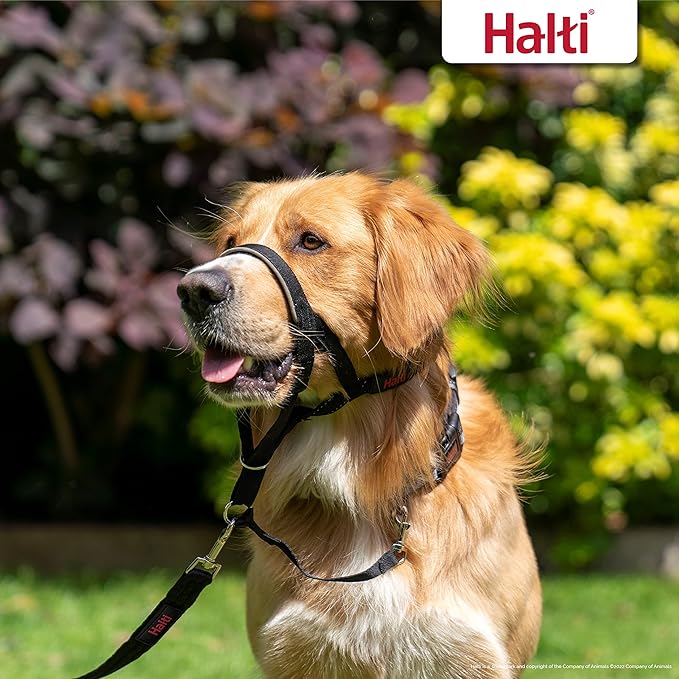 Halti Headcollar Size 5, Black & Halti Training Leash Size Large, Black Combination Pack - Stop Your Dog Pulling on the Leash. Adjustable, Lightweight with Padded Nose Band. Suitable for Large Dogs