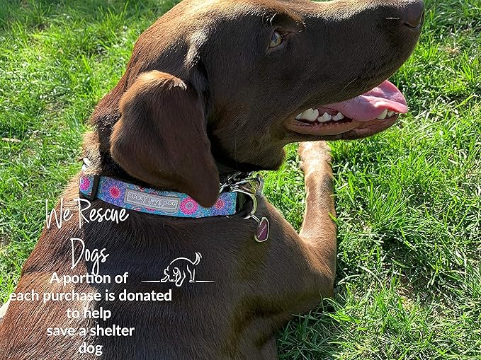 Lucky Love Dog - Adjustable Dog Collar with Easy Click Buckle for Small Ones, Durable, & Comfortable for Male & Female Dogs, Pet Collar for Puppies & Adult Dogs - Clara, XS