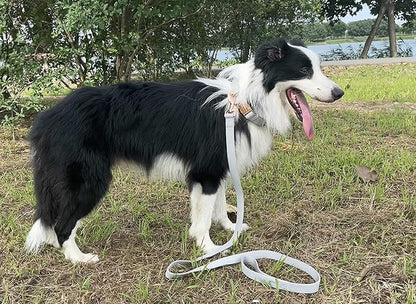 Dog Collar and Leash Set.Soft and Easy to Clean Vegan Leather with Rose Gold Metal Buckle for Small Medium Large Dogs (Grey, S(12.2"-16.9"))