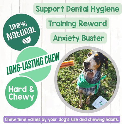 Nature Gnaws Large Bully Sticks for Dogs 5-6" (10 Count) - Thick Long Lasting for Aggressive Chewers and Large Dogs - Natural Beef Dog Chew Bones