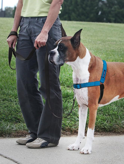 PetSafe Deluxe Easy Walk Harness - Trainer-Trusted Dog Chest Harness with Breathable Martingale Loop Design - Helps Stop Pulling with No Choking & Gagging - Small - Ocean