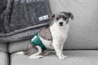 Pet Parents® Washable Belly Bands for Male Dogs (3pack) + Extendrs® of Durable Dog Diapers Male, Premium Male Dog Diapers & Dog Wraps (X-Small, Spruce)