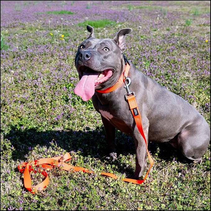 Country Brook Petz - Everyday Nylon Dog Collar for Large, Medium, and Small Dogs and Puppies - for Everyday Use in 10+ Warm Colors (3XS, 3/8 Inch Wide, Copper Gold)