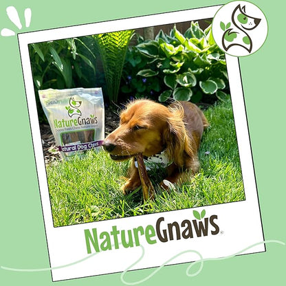 Nature Gnaws Small Bully Sticks for Dogs 5-6" (5 Count) - Long Lasting for Light Chewers and Puppies - Natural Thin Beef Dog Chew Bones - Rawhide Free