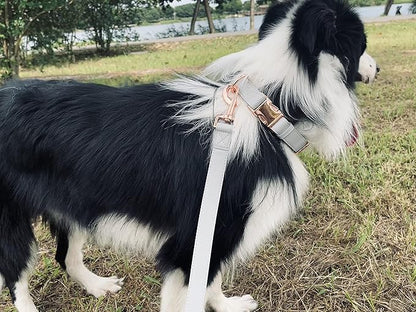 Dog Collar and Leash Set.Soft and Easy to Clean Vegan Leather with Rose Gold Metal Buckle for Small Medium Large Dogs (Grey, S(12.2"-16.9"))