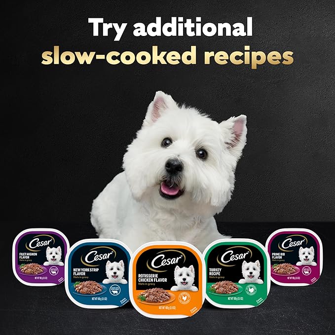 Cesar Filets in Gravy, Adult Wet Dog Food, Rotisserie Chicken Flavor, Wet Food for Dogs, 3.5 oz Trays, 24 Count (Pack of 2)