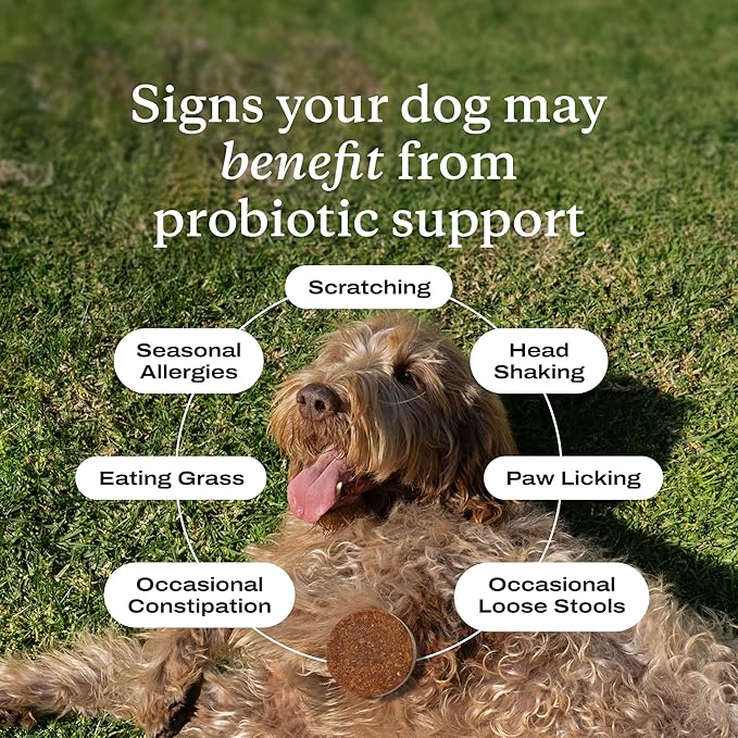 PetLab Co. Probiotics for Dogs - Support Gut Health, Occasional Diarrhea, Digestive Health, Paw Licking & Seasonal Allergies - Pork Flavor - 30 Soft Chews - Formulated for Small Dogs