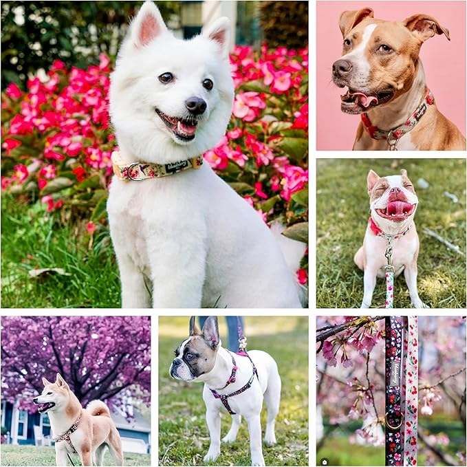 Blueberry Pet Floral Rose Dog Collar, Adjustable Small Dog Collar, Puppy Collar, Flower Dog Collar for Small Dogs, Turquoise, X-Small, Neck 8"-11", Eco-Friendly, Fashion Pet Accessory