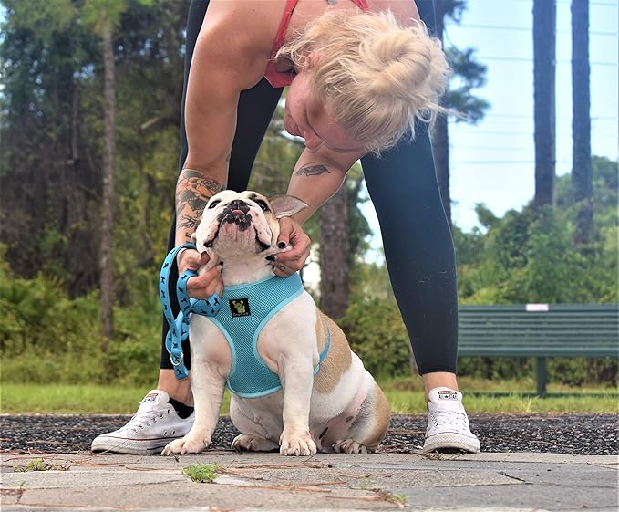 EcoBark Dog Leash - Soft & Reflective Comfort Leashes with Padded Handle - Safe, Strong, & Durable for Small, Medium or Large Dogs (Sky Blue)