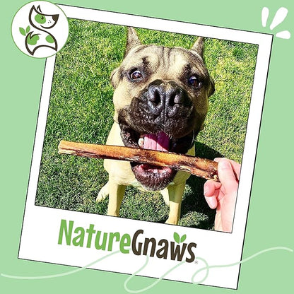 Nature Gnaws Large Bully Sticks for Dogs 5-6" (3 Count) - Thick Long Lasting for Aggressive Chewers and Large Dogs - Natural Beef Dog Chew Bones