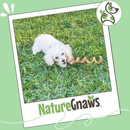 Nature Gnaws Bully Stick Springs for Dogs 7-8" (12 Count) - Long Lasting for Aggressive Chewers - Natural Curly Beef Dog Chew Bones - Rawhide Free