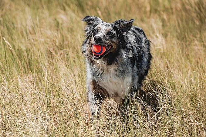 Chuckit! Ultra Ball Dog Toy - Medium Bouncy Fetch Balls for Dogs 20-60 lbs - Made from Durable Rubber - Floating Water Pet Toys - Size Medium - 2.5-inch Diameter -,2 Count (Pack of 6)