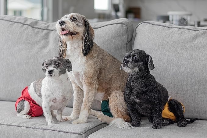 Pet Parents® Washable Dog Diapers (3pack) + Extendrs® of Durable Doggie Diapers, Premium Dog Diapers Female (X-Large, Samba)