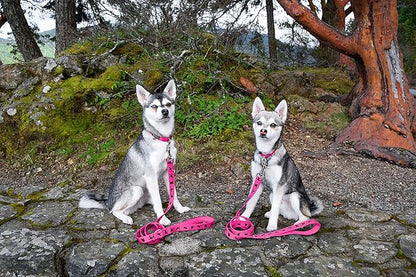 EcoBark Dog Leash - Soft & Reflective Comfort Leashes with Padded Handle - Strong Durable Heavy Duty - Training and Pulling for Small, Medium or Large Dogs (Pink)