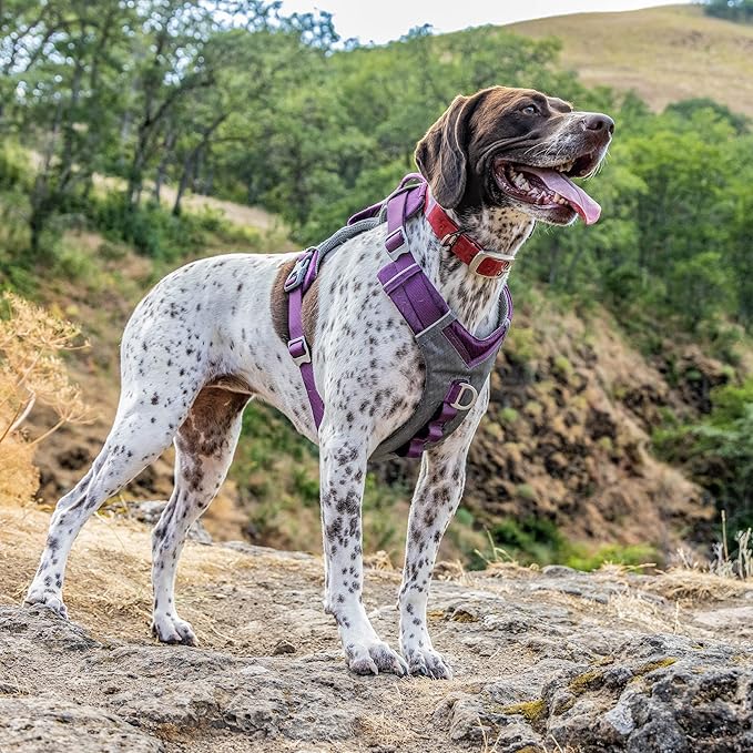 Kurgo Journey Air Dog Harness - Secure Fit for Active Dogs - Padded Chest - Lightweight Ripstop Fabric - Breathable Mesh - Reflective Trim - Back Assist Handle - Purple - Medium