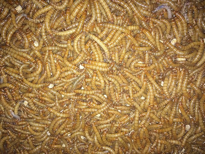1000ct Live Mealworms, Reptile, Birds, Chickens, Fish Food (Medium)
